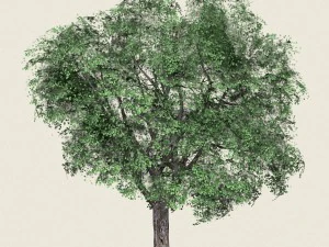 game ready forest tree 05 3D Model