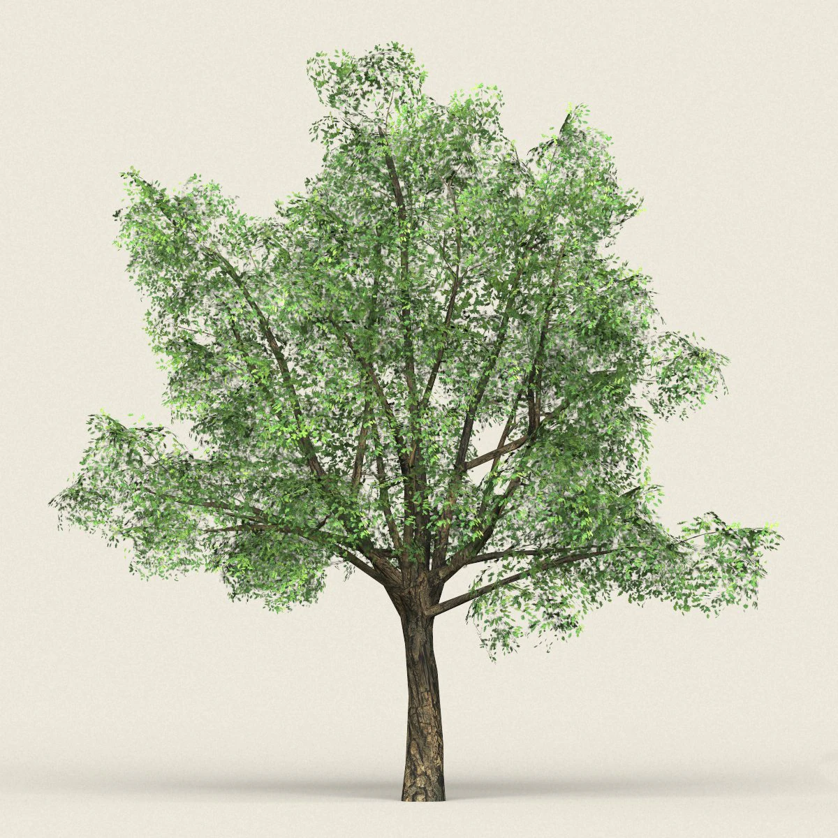 game ready forest tree 06 3D Model .c4d .max .obj .3ds .fbx .stl .blend 