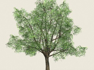 game ready forest tree 06 3D मॉडल
