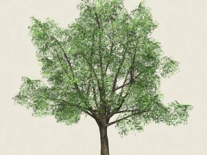 게임 준비 숲 나무 06 3D 모델