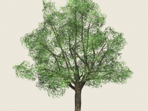 game ready forest tree 06 3D मॉडल