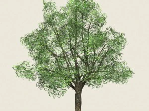 game ready forest tree 06 3D Model