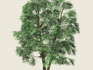 game ready forest tree 07 3D Model