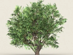 game ready forest tree 11 3D Model