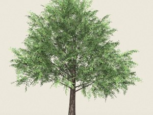game ready forest tree 12 3D Model