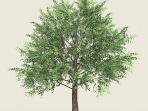 game ready forest tree 12 3Dモデル
