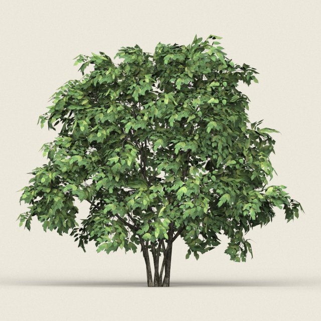 game ready forest tree 13 3D मॉडल .c4d .max .obj .3ds .fbx .stl .blend 