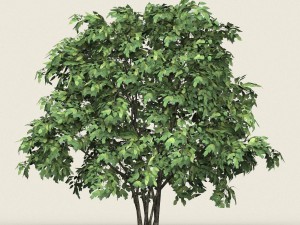 game ready forest tree 13 3D Model