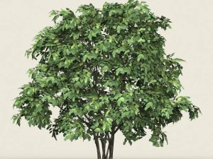 spel klaar bosboom 13 3D Model