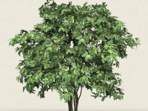 game ready forest tree 13 3D Model