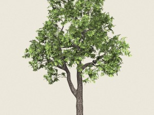 game ready forest tree 16 Modelo 3D