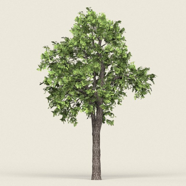 game ready forest tree 16 Modelo 3D .c4d .max .obj .3ds .fbx .stl .blend 