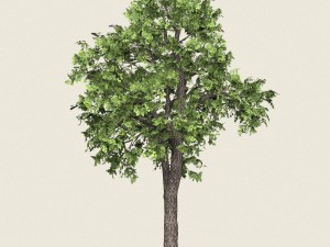 game ready forest tree 16 3D Model