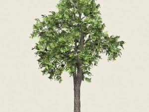 게임 준비 숲 나무 16 3D 모델