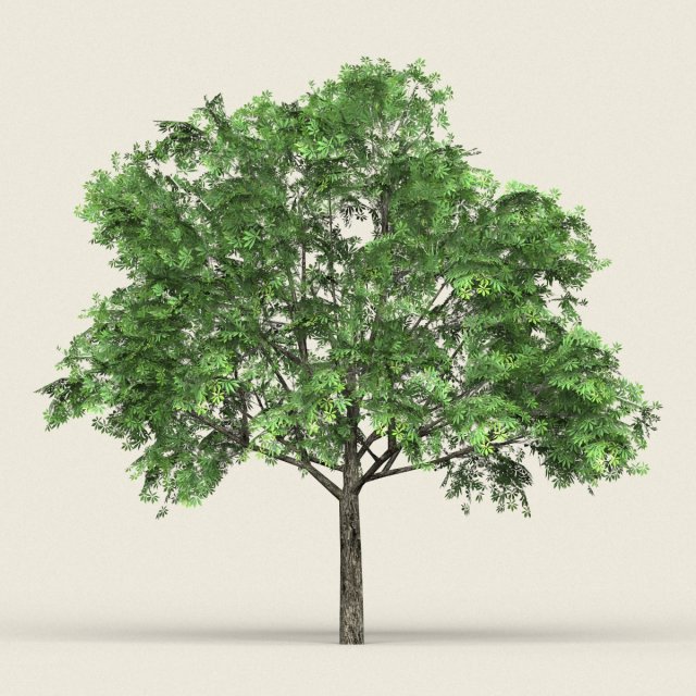 game ready forest tree 17 3D 모델 .c4d .max .obj .3ds .fbx .stl .blend 