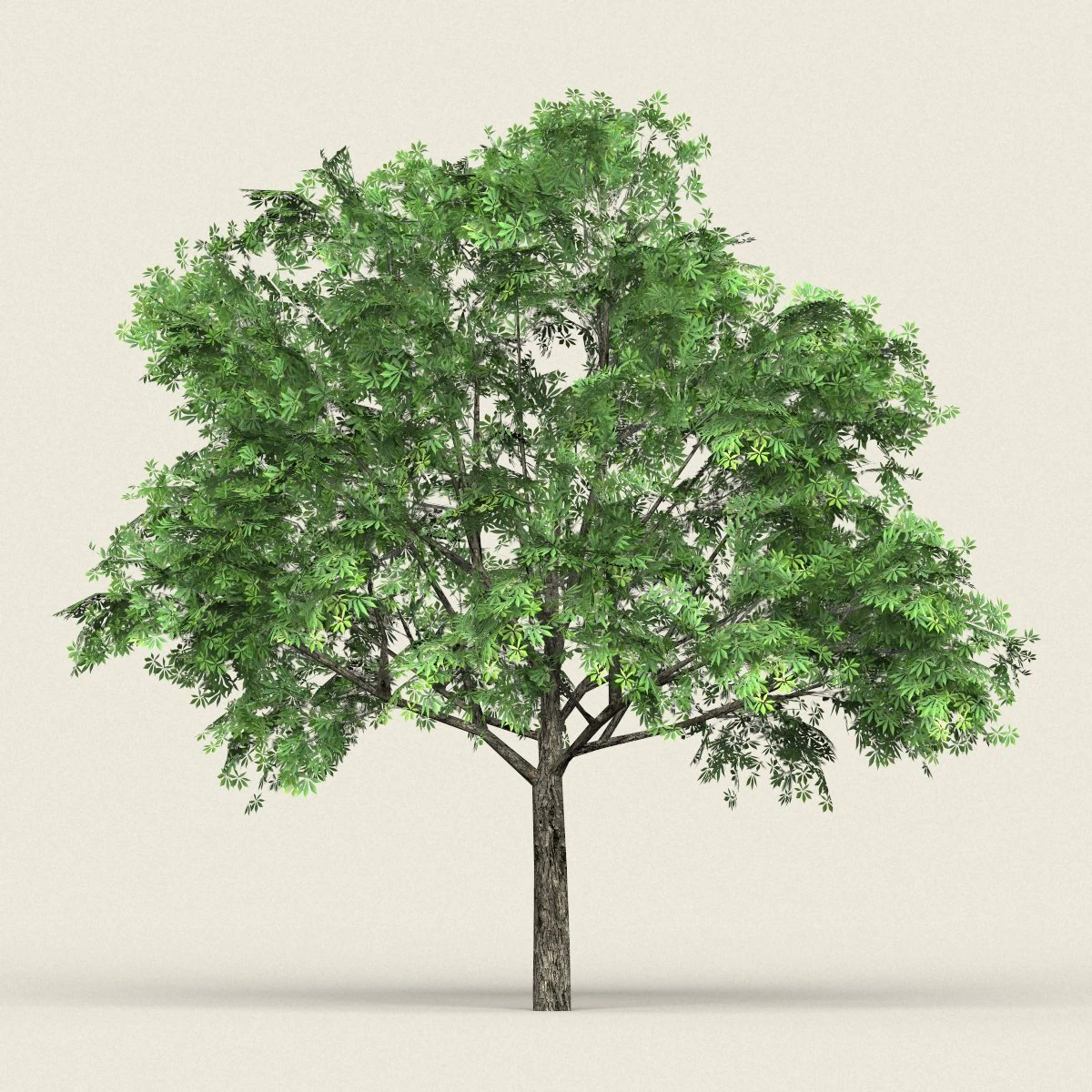 game ready forest tree 17 3D Model .c4d .max .obj .3ds .fbx .stl .blend 