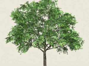 ゲーム準備完了の森の木 17 3Dモデル