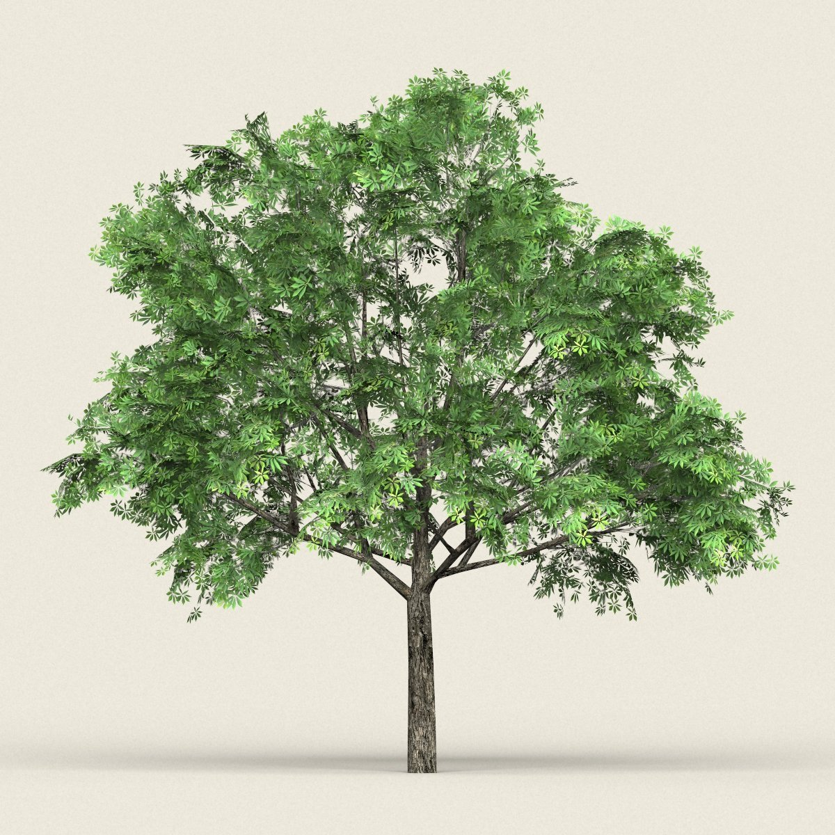 Дерево 3 17. Tree 3ds Max. Дерево для 3д Макс. Деревья для 3d Max. 3d модель дерева.