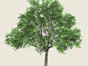 game ready forest tree 17 3D 모델