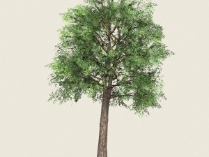 game ready forest tree 19 3D Model