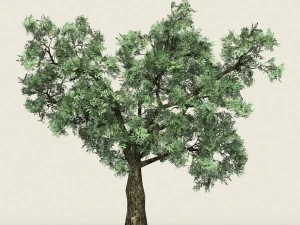 ゲーム対応の森の木 20 3Dモデル