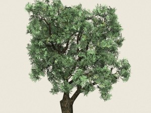 game ready forest tree 20 3D Model