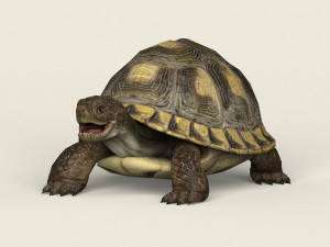 game ready tortoise 3D Model