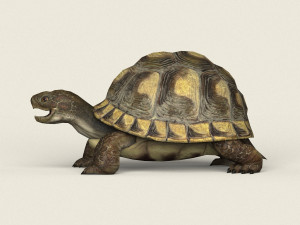 game ready tortoise 3D मॉडल