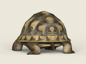 game ready tortoise 3D मॉडल
