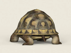 game ready tortoise 3D Model