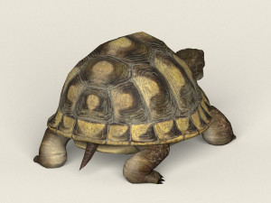 game ready tortoise 3D मॉडल
