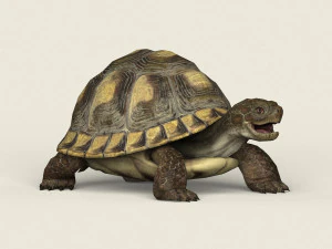 game ready tortoise 3D Model