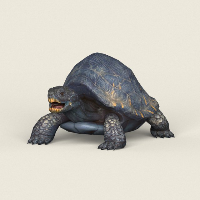 game ready mountain turtle 3D 模型 .c4d .max .obj .3ds .fbx .stl .blend 