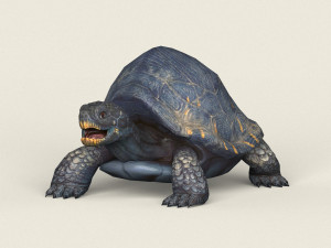 game ready mountain turtle 3D Model
