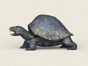 game ready mountain turtle 3D Model