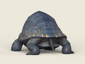 game ready mountain turtle 3D 模型