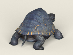 game ready mountain turtle 3D 模型