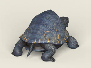 game ready mountain turtle 3D Model