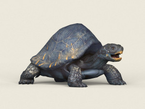game ready mountain turtle 3D 模型