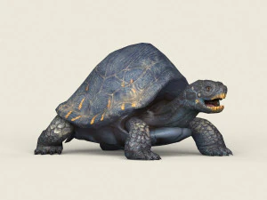 game ready mountain turtle 3D Model