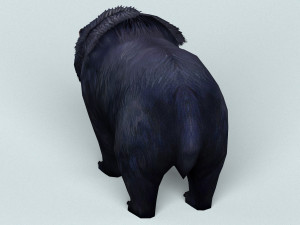 wild bear Modello 3D