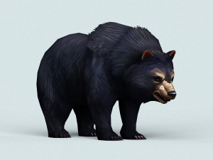 wild bear Modello 3D
