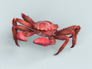 kepiting merah pulau natal Model 3D