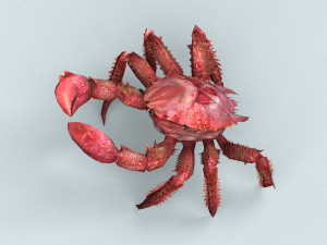 christmas island red crab 3D-Modell