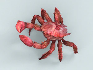christmas island red crab 3D Model
