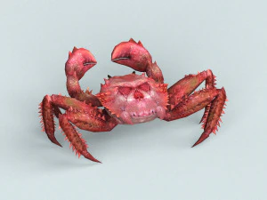 christmas island red crab 3D Model