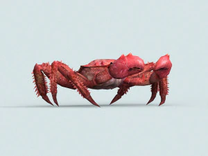 christmas island red crab 3D Model