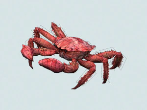 christmas island red crab 3D Model