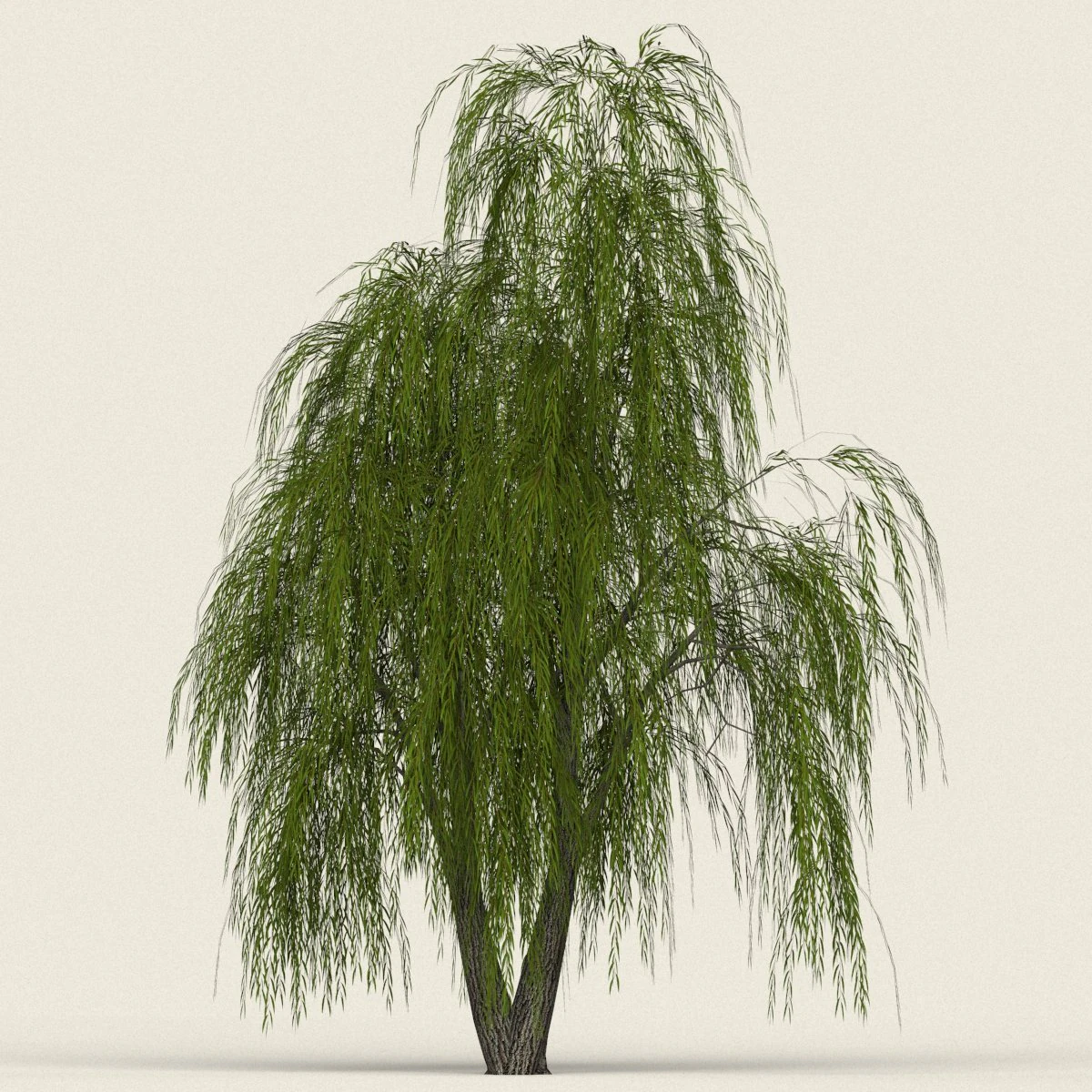 game ready willow tree 01 3D Model .c4d .max .obj .3ds .fbx .stl .blend 