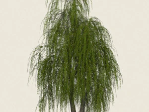 game ready willow tree 01 3D Model